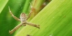 Argiope aemula