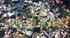 Mesembryanthemum paulum