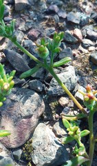 Mesembryanthemum paulum