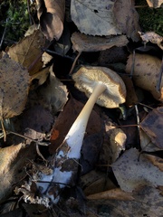 Omphalotaceae