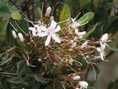 Bejaria