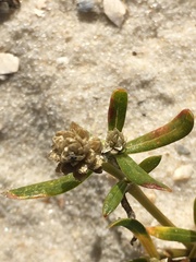 Blutaparon vermiculare