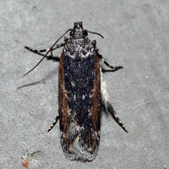 Filatima serotinella