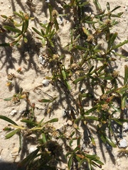 Blutaparon vermiculare