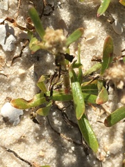 Blutaparon vermiculare