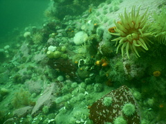 Cribrinopsis similis