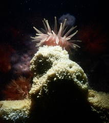 Cribrinopsis similis