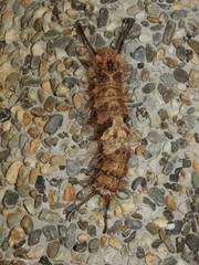 Lymantria mathura subpallida