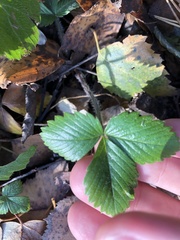 Fragaria vesca