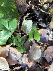 Fragaria vesca