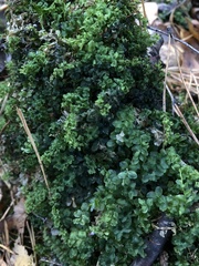 Mniaceae