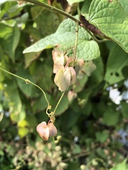 Antigonon leptopus