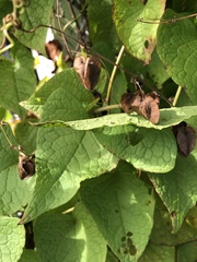 Antigonon leptopus
