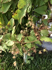 Antigonon leptopus