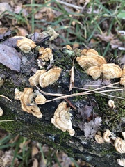 Trametes ochracea
