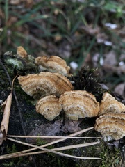 Trametes ochracea