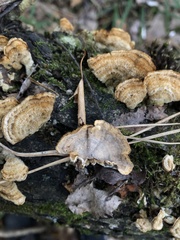 Trametes ochracea