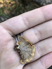 Trametes ochracea