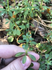 Galium