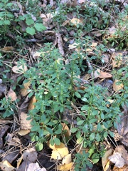 Galium