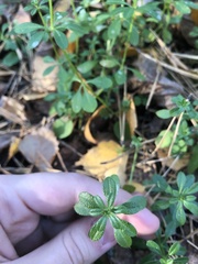 Galium