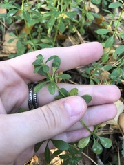 Galium