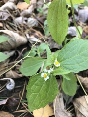 Galinsoga quadriradiata