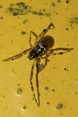 Theridiidae