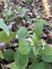 Galinsoga quadriradiata