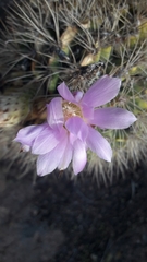 Acanthocalycium spiniflorum