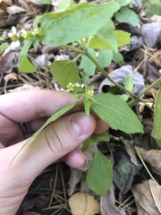 Galinsoga quadriradiata