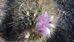 Acanthocalycium spiniflorum