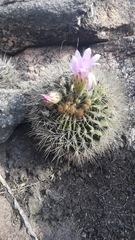 Acanthocalycium spiniflorum