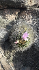Acanthocalycium spiniflorum