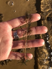 Myriophyllum sibiricum