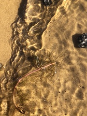 Myriophyllum sibiricum