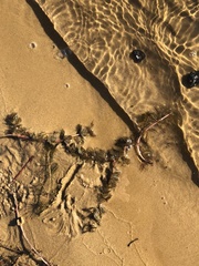 Myriophyllum sibiricum