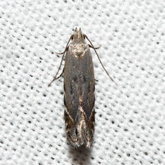 Battaristis concinnusella