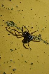 Theridiidae