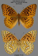 Speyeria nokomis