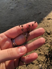 Juncus