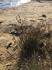 Juncus