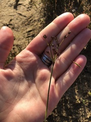 Juncus