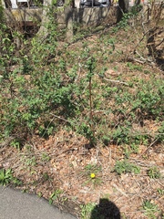 Rosa multiflora