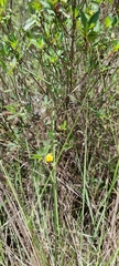 Apocynoideae