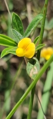 Apocynoideae