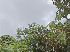 Graphium agamemnon agamemnon