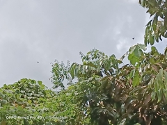 Graphium agamemnon agamemnon