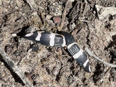 Astraeus major