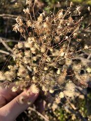 Erigeron canadensis